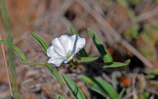 Evolvulus sericeus, Silver Dwarf Morning-glory, Southwest Desert Flora